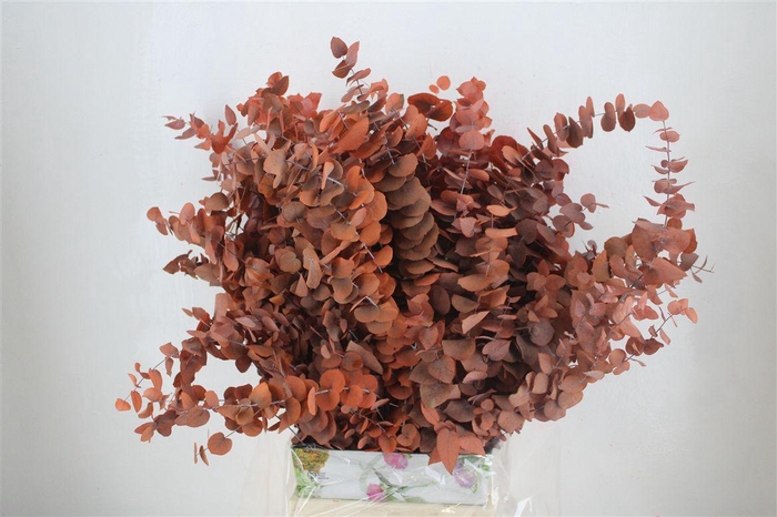 <h4>Pres Euca Stuartiana Orange Bunch</h4>