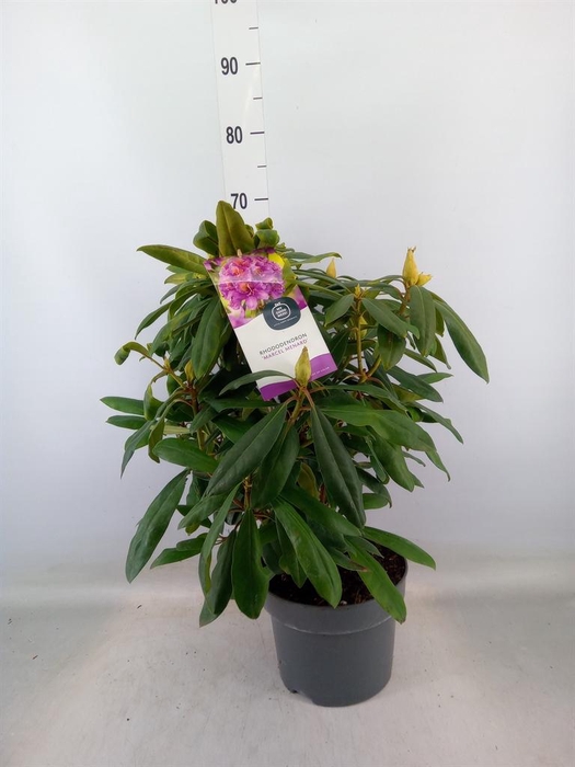 <h4>Rhododendron pon. 'Marcel Menar'</h4>