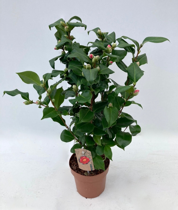 <h4>Camellia Jap Dr King 40+</h4>