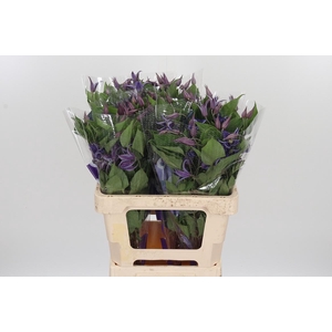Clem Di Bl Pirouette