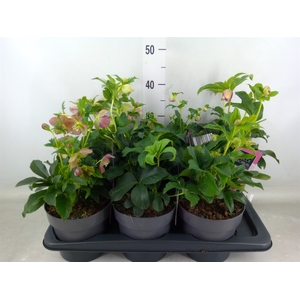Helleborus ori.
