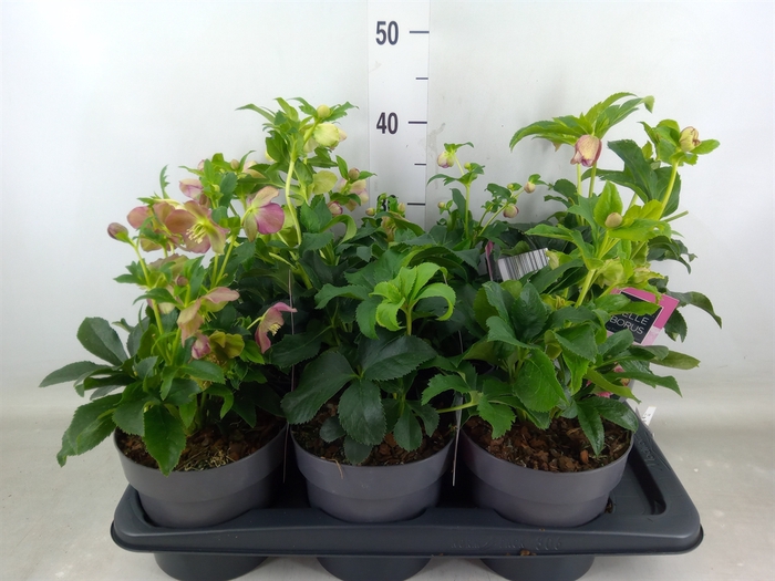 <h4>Helleborus ori.</h4>