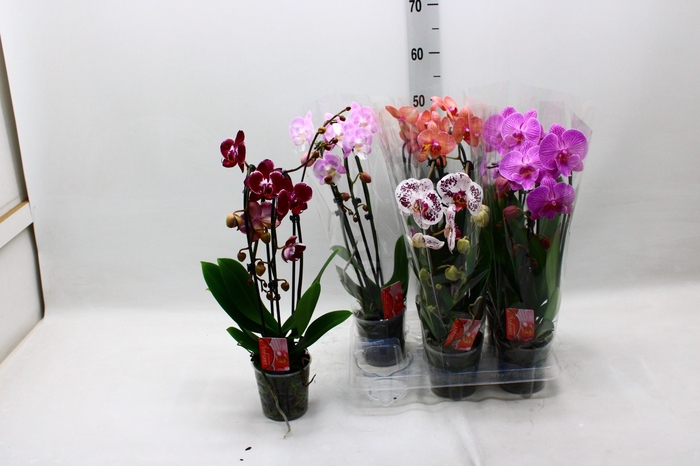 <h4>PHAL EL CASCADE</h4>