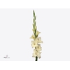 GLAD GR IVORY PRISCI