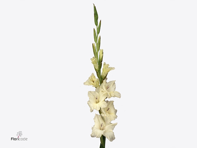 GLAD GR IVORY PRISCI