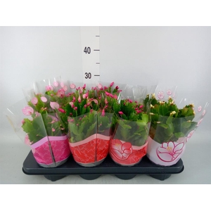 Schlumbergera   ...mix 3