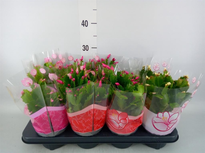 <h4>Schlumbergera   ...mix 3</h4>