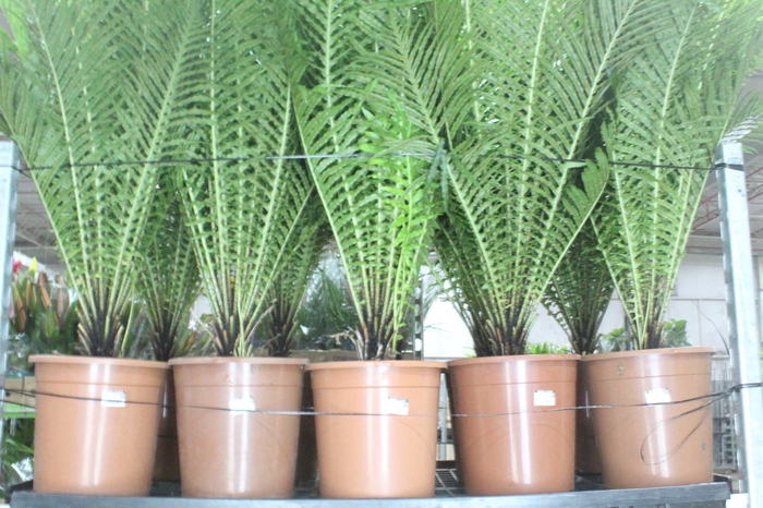 <h4>BLECHNUM GIBBUM SILVER LADY P23</h4>