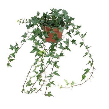 <h4>Hedera helix Shamrock - medium long</h4>
