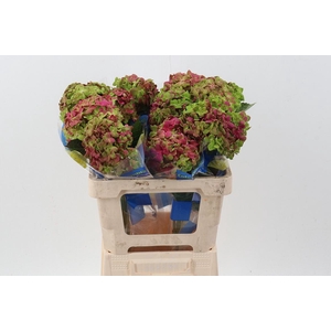 Hydr Bi-Color Emerald Tinted Select