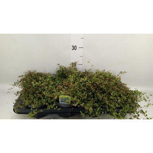 MUEHLENBECKIA  'GOLDEN GIRL'