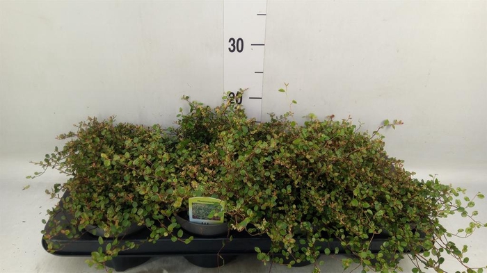 <h4>MUEHLENBECKIA  'GOLDEN GIRL'</h4>