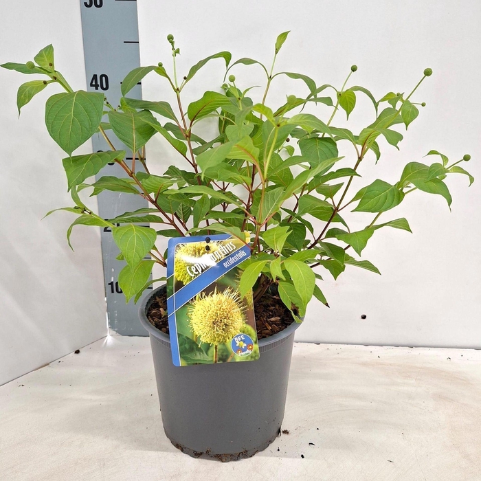 <h4>Cephalanthus occidentalis</h4>