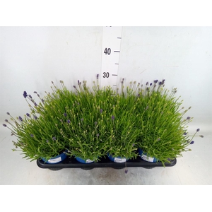 Lavandula angus. 'Hidcote'