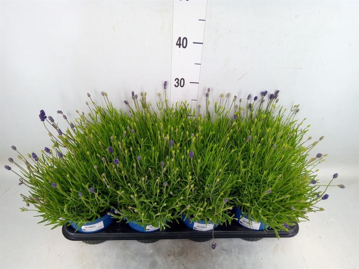 <h4>Lavandula angus. 'Hidcote'</h4>