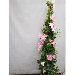 Mandevilla sand. 'SumStar Pink Mag'