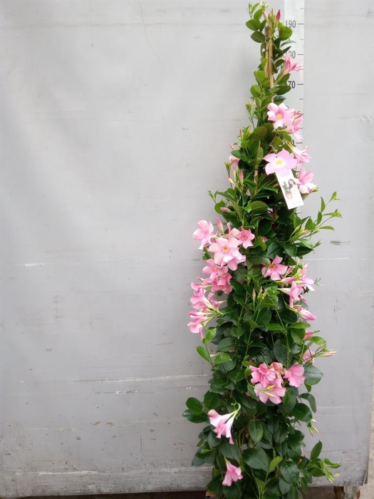 <h4>Mandevilla sand. 'SumStar Pink Mag'</h4>