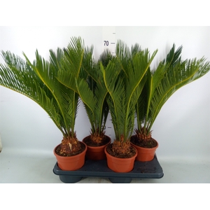 Cycas revoluta