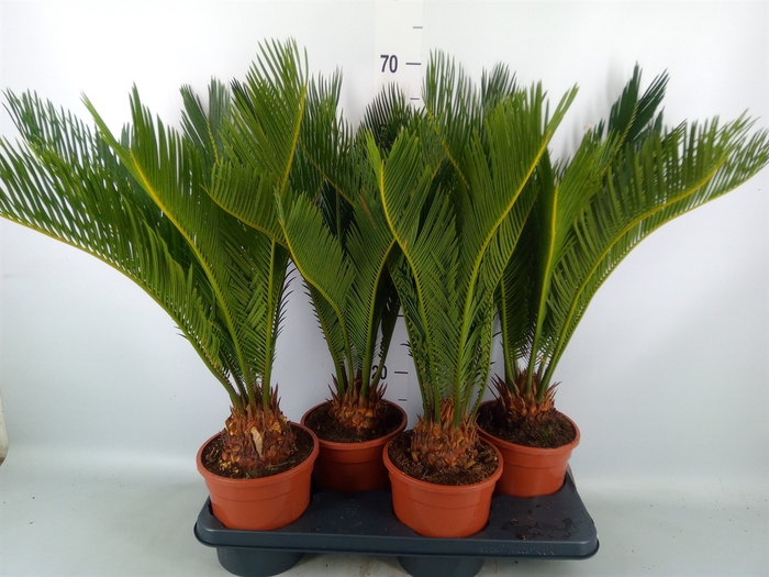 <h4>Cycas revoluta</h4>