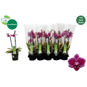 PHAL MF MAGIC LEAF
