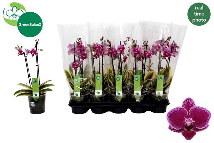 <h4>PHAL MF MAGIC LEAF</h4>
