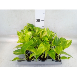 Epipremnum   ...