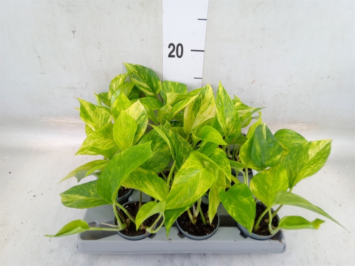 <h4>Epipremnum   ...</h4>