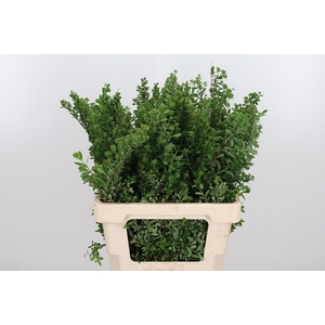 Spiraea Snowmoun