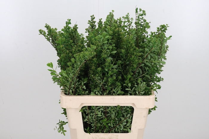 <h4>Spiraea Snowmoun</h4>