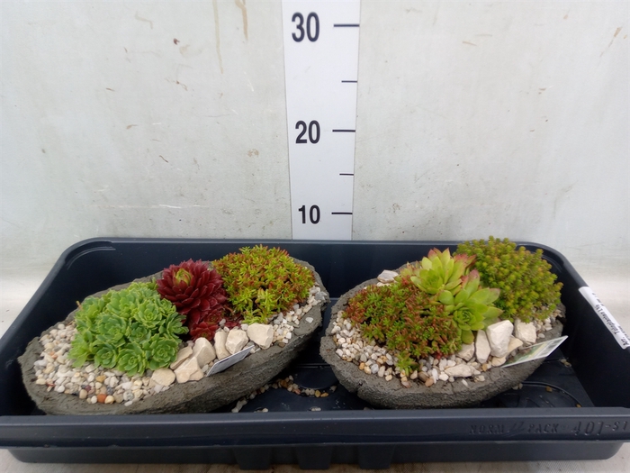 <h4>Arr.   Tuinplanten L%</h4>