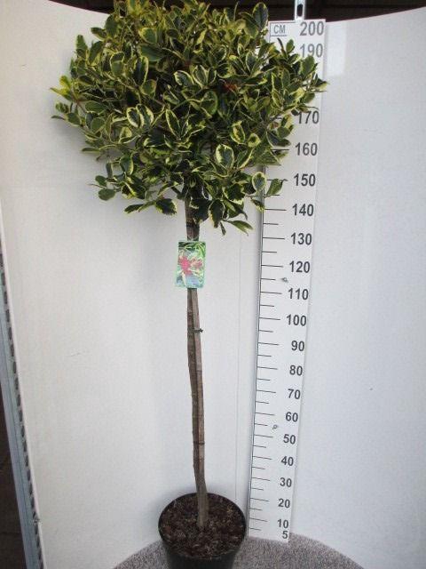 <h4>ILEX AL GOLDEN KING</h4>