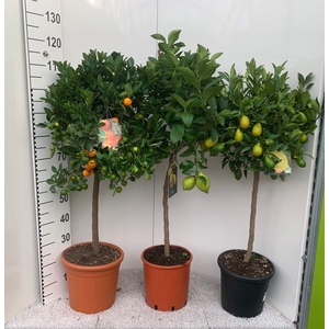 Citrus Mixed 3+ Var. on stem