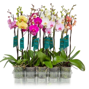 Phalaenopsis   ...mix  5