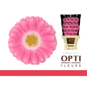 Germini Philou Diamond