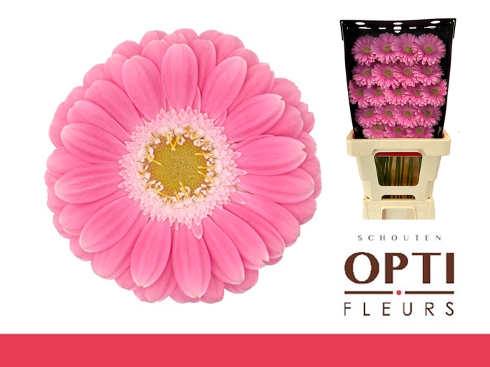 <h4>Germini Philou Diamond</h4>