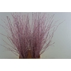 Berk 70cm Lichtroze Pbs