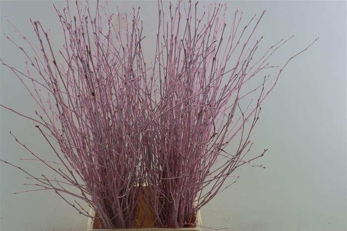 Berk 70cm Lichtroze Pbs