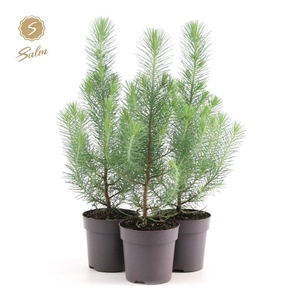 Pinus pinea 'Silver Crest' P10,5 (35-45)