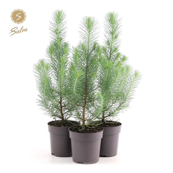 <h4>Pinus pinea 'Silver Crest' P10,5 (35-45)</h4>