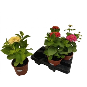 ZINNIA GEM