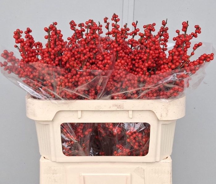 <h4>ILEX VERT. BES 70CM</h4>