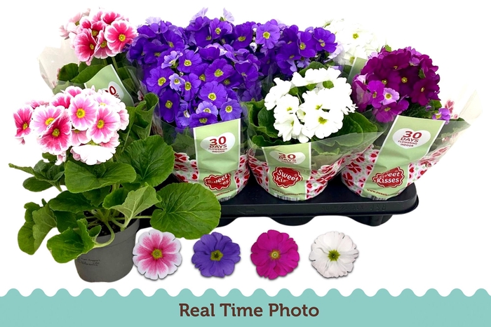 <h4>PRIM OB TM GEM</h4>