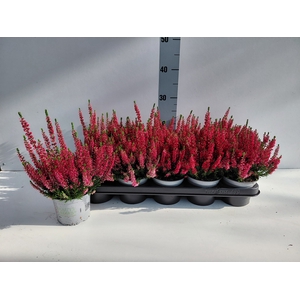 CALLU BL STEFFI