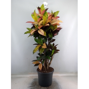 Codiaeum var. KL 'Mrs Iceton'