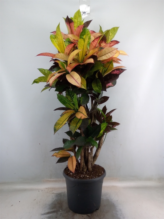 <h4>Codiaeum var. KL 'Mrs Iceton'</h4>