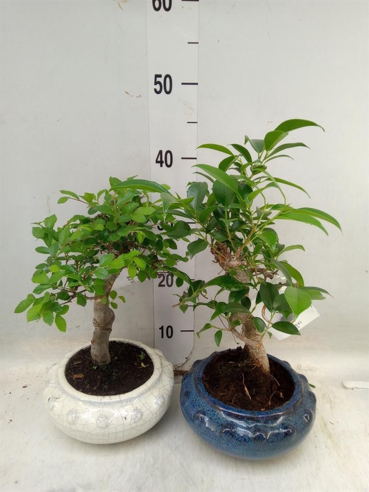 <h4>Bonsai ...mix</h4>