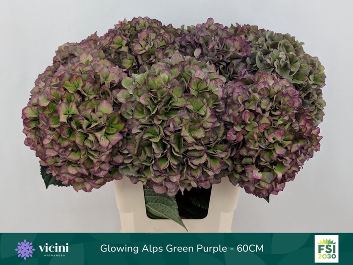 <h4>Hydrangea  'Glowing Alp Purple'  CL</h4>