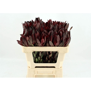 Leucad Safari Sunset 50cm