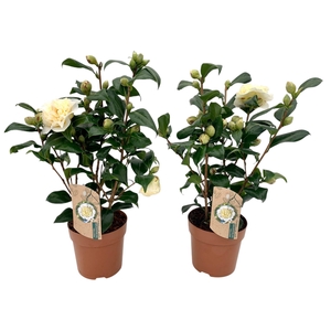 Camellia Brushfield yellow 10-15 knop