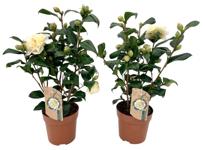 <h4>Camellia Brushfield yellow 10-15 knop</h4>